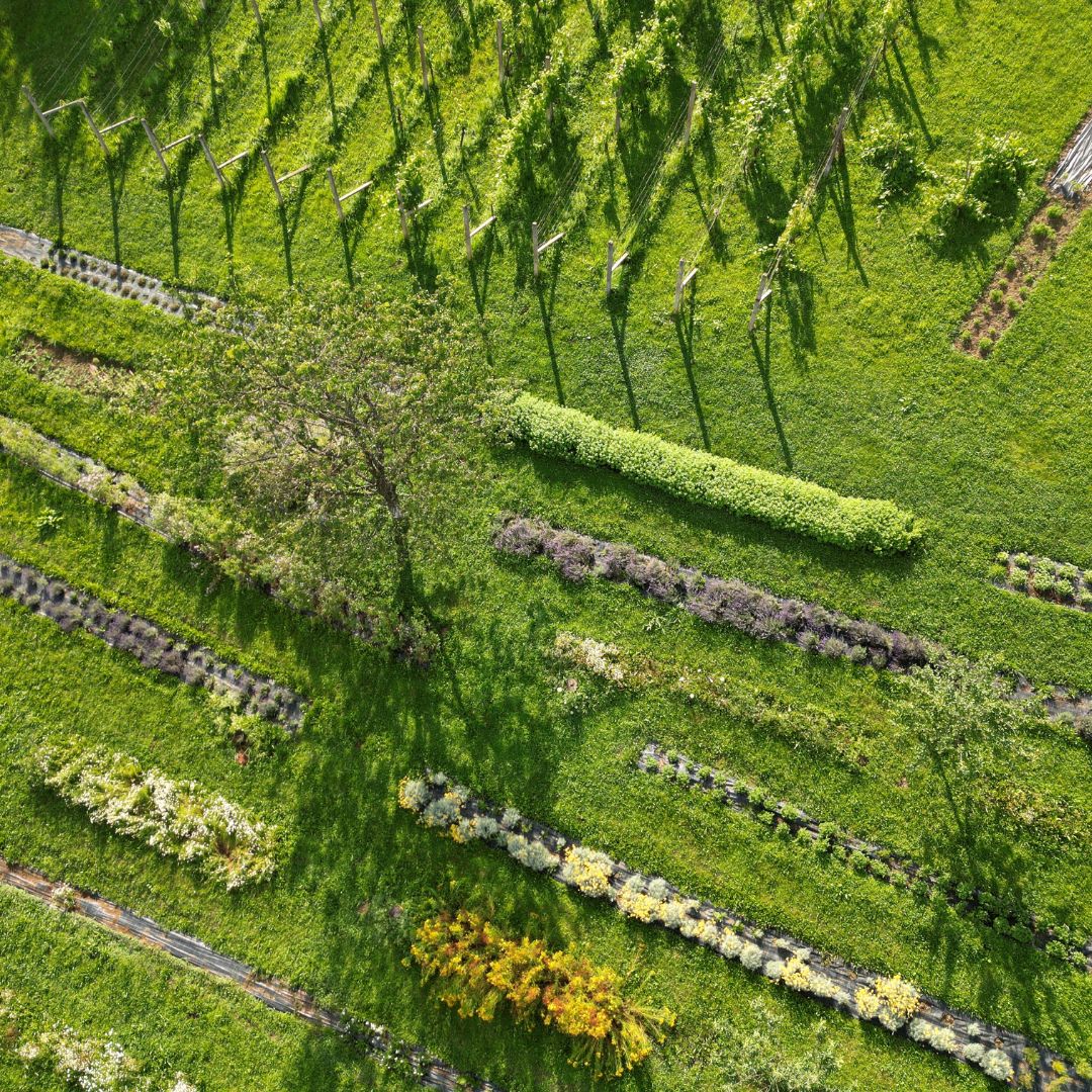 Zeliščna kmetija Meža